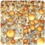 Псилоцибиновые (галлюциногенные) грибы в Кашире Psilocybin "Golden Teacher" Псилоцибиновые (галлюциногенные) грибы в Кашире Psilocybin "Golden Teacher"